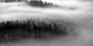 The Mist B+W-Bjorn Wennerwald-Stretched Canvas