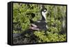 Bkack-Necked Stilt Broods Eggs on it's Nest-Hal Beral-Framed Stretched Canvas