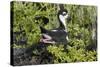 Bkack-Necked Stilt Broods Eggs on it's Nest-Hal Beral-Stretched Canvas