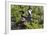 Bkack-Necked Stilt Broods Eggs on it's Nest-Hal Beral-Framed Photographic Print