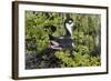 Bkack-Necked Stilt Broods Eggs on it's Nest-Hal Beral-Framed Photographic Print