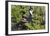 Bkack-Necked Stilt Broods Eggs on it's Nest-Hal Beral-Framed Photographic Print