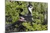 Bkack-Necked Stilt Broods Eggs on it's Nest-Hal Beral-Mounted Photographic Print