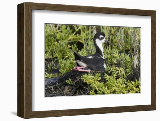 Bkack-Necked Stilt Broods Eggs on it's Nest-Hal Beral-Framed Photographic Print