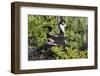 Bkack-Necked Stilt Broods Eggs on it's Nest-Hal Beral-Framed Photographic Print