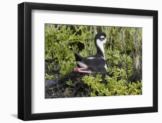 Bkack-Necked Stilt Broods Eggs on it's Nest-Hal Beral-Framed Photographic Print