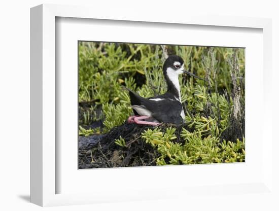 Bkack-Necked Stilt Broods Eggs on it's Nest-Hal Beral-Framed Photographic Print