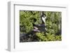 Bkack-Necked Stilt Broods Eggs on it's Nest-Hal Beral-Framed Photographic Print