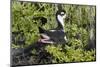 Bkack-Necked Stilt Broods Eggs on it's Nest-Hal Beral-Mounted Photographic Print