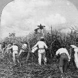Harvesting Sugar Cane, Rio Pedro, Porto Rico, 1900-BL Singley-Photographic Print