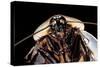 Blaberus Giganteus (Giant Cockroach)-Paul Starosta-Stretched Canvas