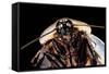 Blaberus Giganteus (Giant Cockroach)-Paul Starosta-Framed Stretched Canvas