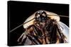 Blaberus Giganteus (Giant Cockroach)-Paul Starosta-Stretched Canvas