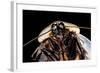 Blaberus Giganteus (Giant Cockroach)-Paul Starosta-Framed Photographic Print