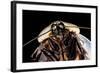 Blaberus Giganteus (Giant Cockroach)-Paul Starosta-Framed Photographic Print