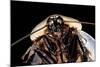 Blaberus Giganteus (Giant Cockroach)-Paul Starosta-Mounted Photographic Print