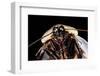 Blaberus Giganteus (Giant Cockroach)-Paul Starosta-Framed Photographic Print