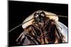 Blaberus Giganteus (Giant Cockroach)-Paul Starosta-Mounted Photographic Print