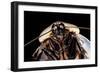 Blaberus Giganteus (Giant Cockroach)-Paul Starosta-Framed Photographic Print