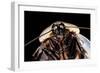 Blaberus Giganteus (Giant Cockroach)-Paul Starosta-Framed Photographic Print