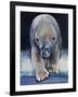 Black, 2016-Mark Adlington-Framed Giclee Print