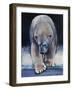 Black, 2016-Mark Adlington-Framed Giclee Print