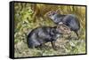 Black Agouti (Dasyprocta Fuliginosa), Dasyproctidae, Drawing-null-Framed Stretched Canvas