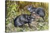 Black Agouti (Dasyprocta Fuliginosa), Dasyproctidae, Drawing-null-Stretched Canvas