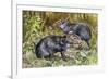 Black Agouti (Dasyprocta Fuliginosa), Dasyproctidae, Drawing-null-Framed Giclee Print