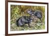 Black Agouti (Dasyprocta Fuliginosa), Dasyproctidae, Drawing-null-Framed Giclee Print