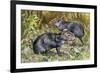 Black Agouti (Dasyprocta Fuliginosa), Dasyproctidae, Drawing-null-Framed Giclee Print