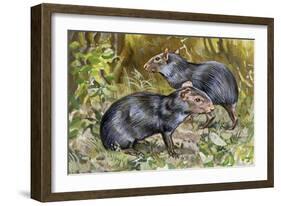 Black Agouti (Dasyprocta Fuliginosa), Dasyproctidae, Drawing-null-Framed Giclee Print