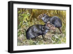 Black Agouti (Dasyprocta Fuliginosa), Dasyproctidae, Drawing-null-Framed Giclee Print