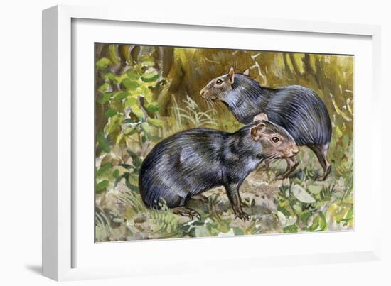 Black Agouti (Dasyprocta Fuliginosa), Dasyproctidae, Drawing-null-Framed Giclee Print