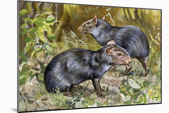 Black Agouti (Dasyprocta Fuliginosa), Dasyproctidae, Drawing-null-Mounted Giclee Print