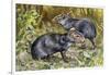 Black Agouti (Dasyprocta Fuliginosa), Dasyproctidae, Drawing-null-Framed Giclee Print