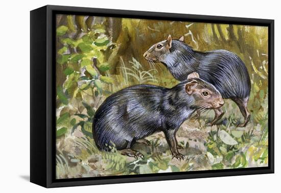 Black Agouti (Dasyprocta Fuliginosa), Dasyproctidae, Drawing-null-Framed Stretched Canvas