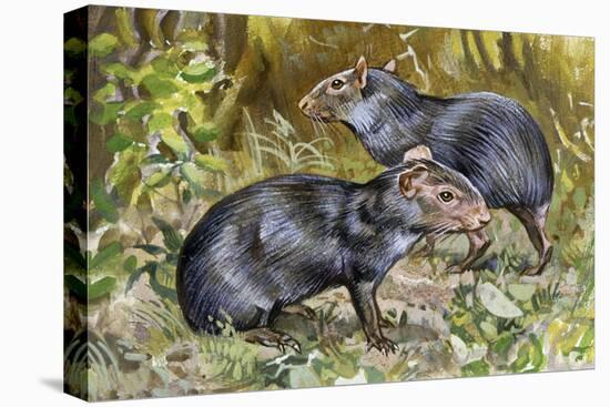 Black Agouti (Dasyprocta Fuliginosa), Dasyproctidae, Drawing-null-Stretched Canvas