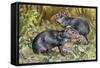 Black Agouti (Dasyprocta Fuliginosa), Dasyproctidae, Drawing-null-Framed Stretched Canvas