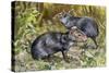 Black Agouti (Dasyprocta Fuliginosa), Dasyproctidae, Drawing-null-Stretched Canvas