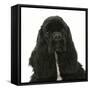 Black American Cocker Spaniel, Josie, 13 Months, Portrait-Mark Taylor-Framed Stretched Canvas