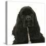 Black American Cocker Spaniel, Josie, 13 Months, Portrait-Mark Taylor-Stretched Canvas