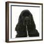 Black American Cocker Spaniel, Josie, 13 Months, Portrait-Mark Taylor-Framed Photographic Print