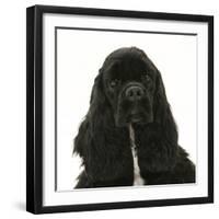 Black American Cocker Spaniel, Josie, 13 Months, Portrait-Mark Taylor-Framed Photographic Print