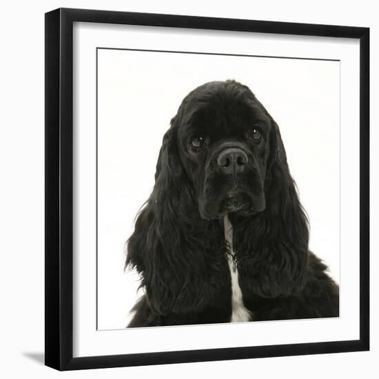 Black American Cocker Spaniel, Josie, 13 Months, Portrait-Mark Taylor-Framed Photographic Print