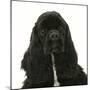 Black American Cocker Spaniel, Josie, 13 Months, Portrait-Mark Taylor-Mounted Photographic Print