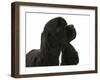 Black American Cocker Spaniel, Josie, 13 Months-Mark Taylor-Framed Photographic Print