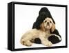 Black American Cocker Spaniel, with Buff American Cocker Spaniel Puppy, Resting Together-Mark Taylor-Framed Stretched Canvas