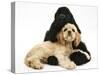 Black American Cocker Spaniel, with Buff American Cocker Spaniel Puppy, Resting Together-Mark Taylor-Stretched Canvas