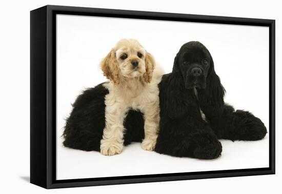 Black American Cocker Spaniel, with Buff American Cocker Spaniel Puppy, Resting Together-Mark Taylor-Framed Stretched Canvas